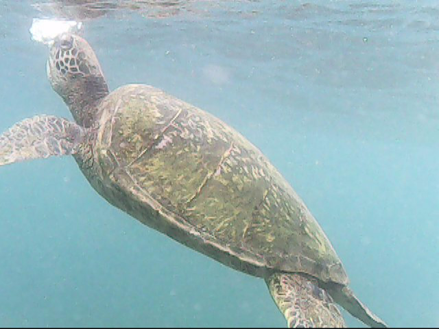 Day 18 snorkeling-   Turtle